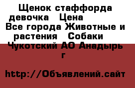 Щенок стаффорда девочка › Цена ­ 20 000 - Все города Животные и растения » Собаки   . Чукотский АО,Анадырь г.